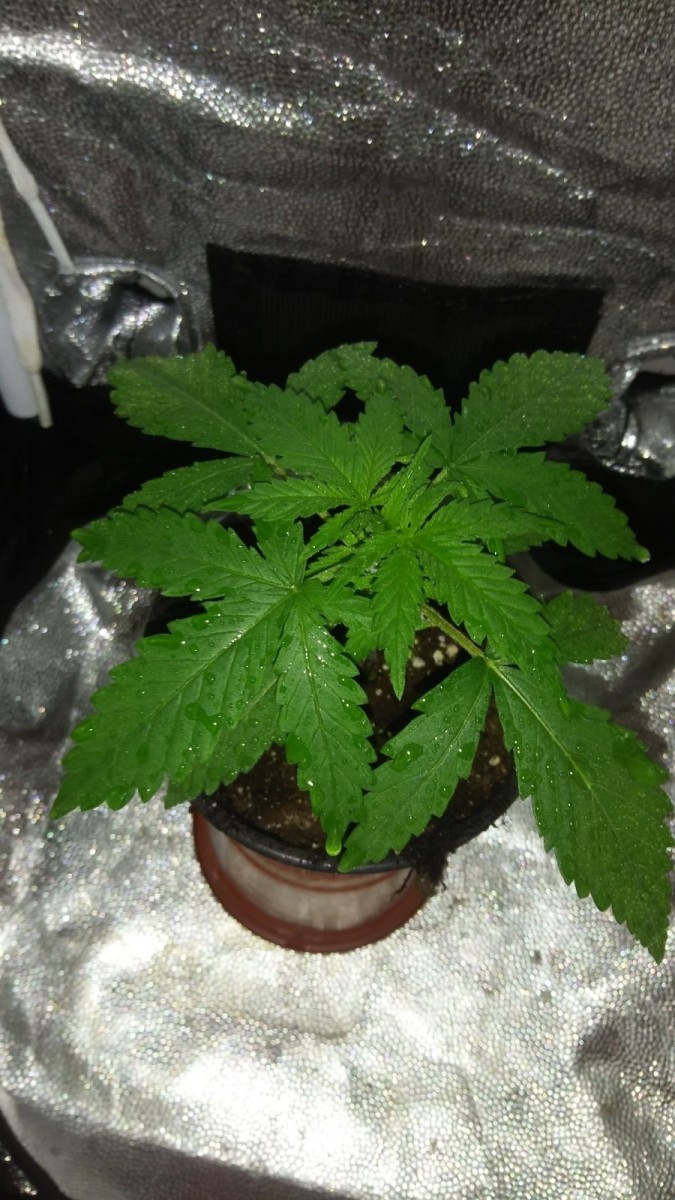 SEEDLING WEEK 3