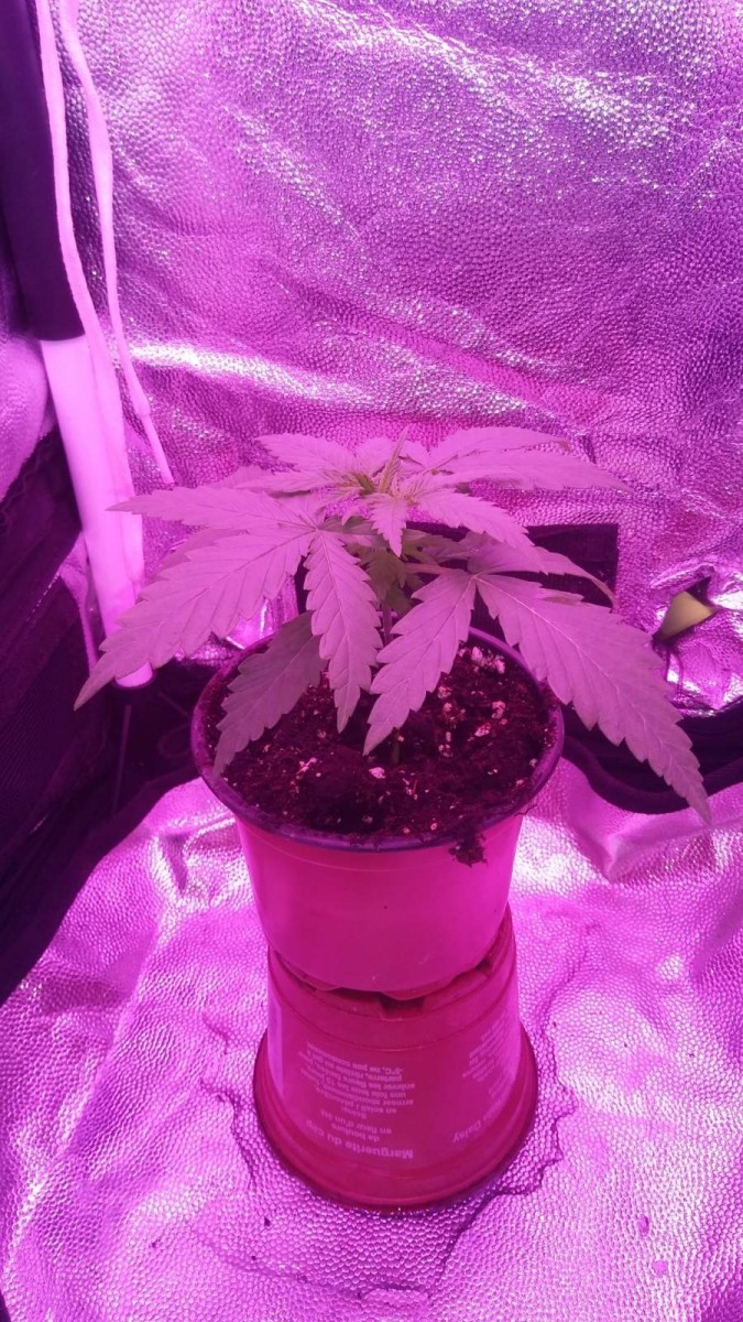 SEEDLING WEEK 3