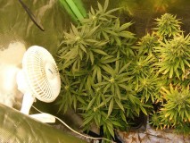 2008_0621may0005