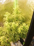 2008_0621may0007