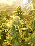 2008_0621may0009