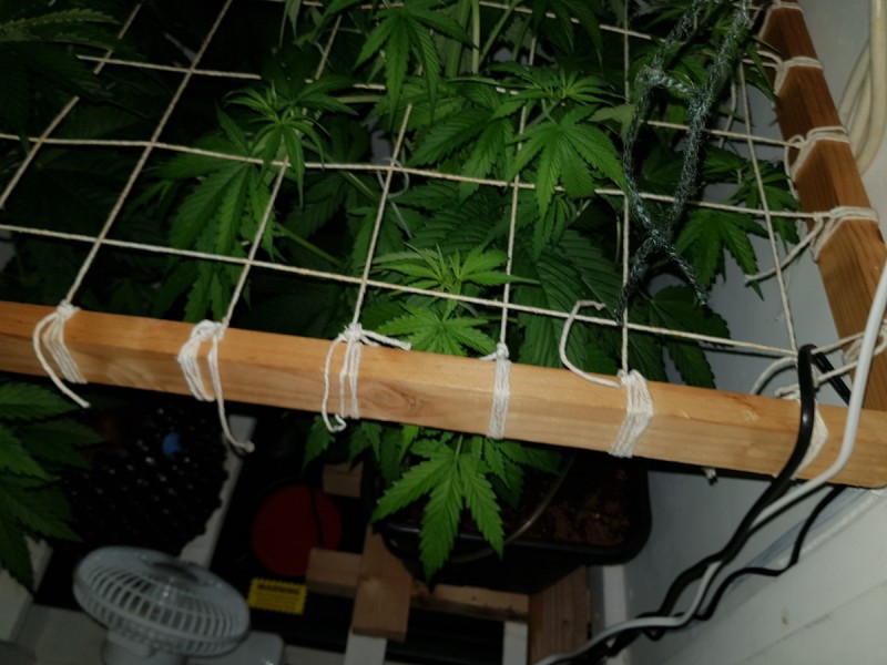 Unkown Strain