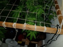 Unkown Strain