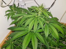 Unkown Strain