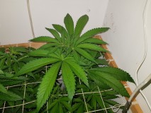 Unkown Strain