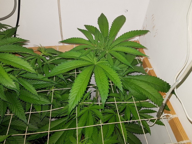 Unkown Strain