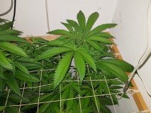 Unkown Strain