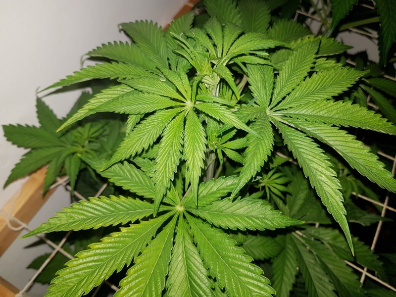 Unkown Strain
