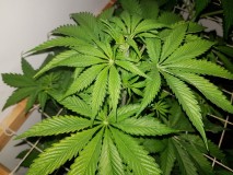Unkown Strain