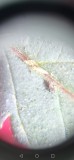 Screenshot_20221115_185524_com.android.gallery3d