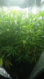 IMG-20190428-WA0002