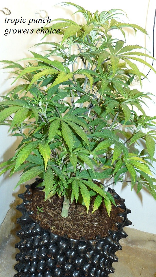 drobes 27 11 22 td harvest etc 002