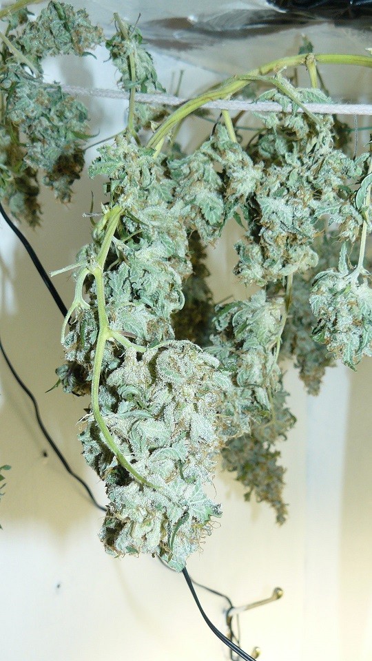 drobes 27 11 22 td harvest etc 013