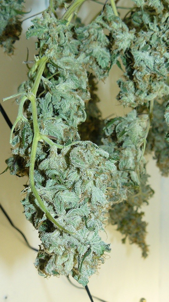 drobes 27 11 22 td harvest etc 015