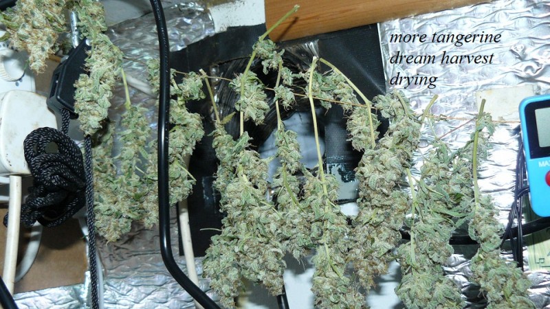 drobes 27 11 22 td harvest etc 025