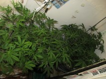 w 1 bloom (6)