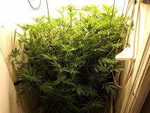 Agent Orange