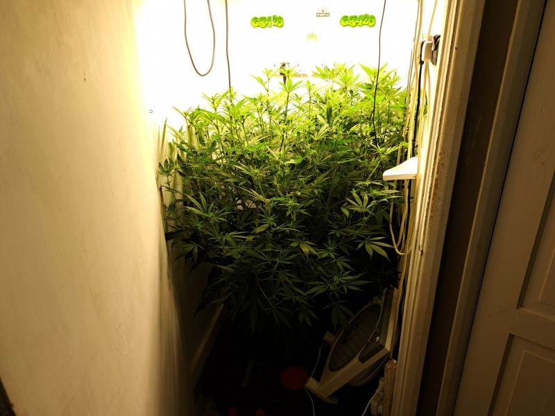 Agent Orange