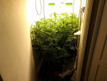 Agent Orange