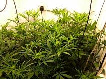 Agent Orange