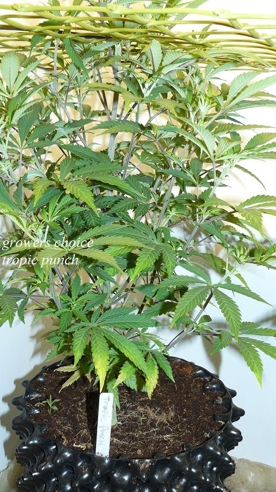 drobes 01 12 22 001