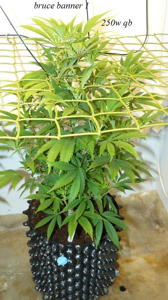 drobes 01 12 22 005
