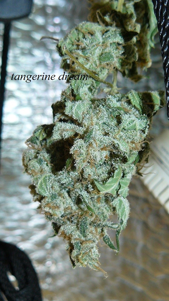 drobes 01 12 22 031