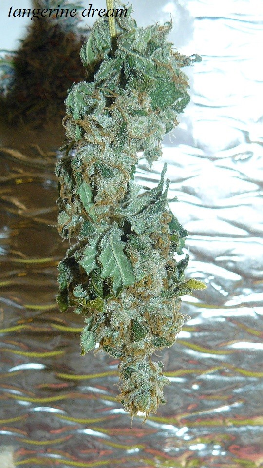drobes 01 12 22 032