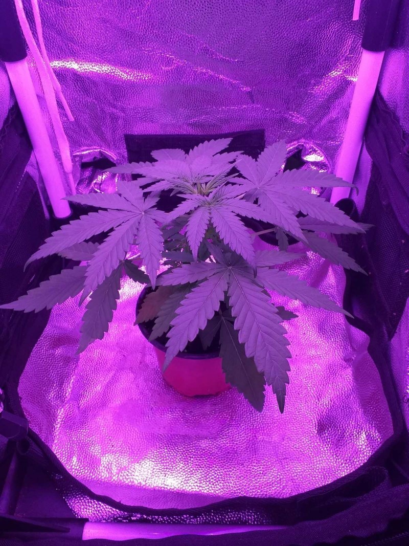 Seedling week 4