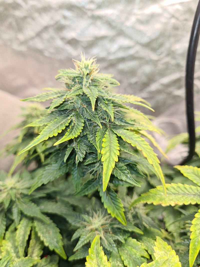 Day 51 gg auto