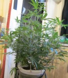 10 days bloom (3)