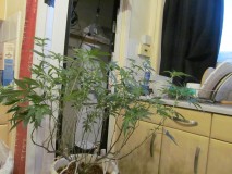 10 days bloom (5)