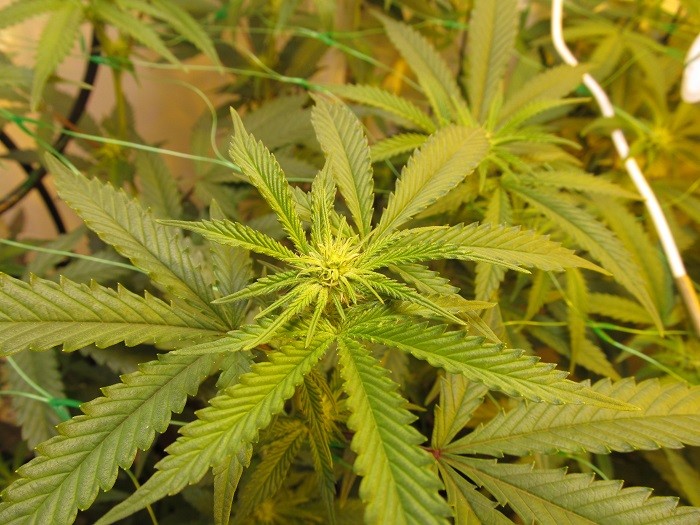 15 days bloom (4)