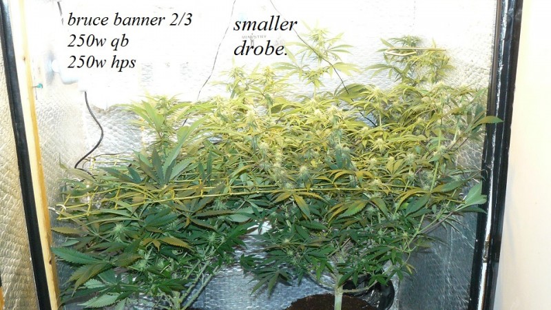 drobes 14 12 22 001