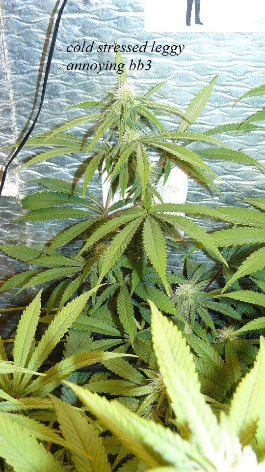 drobes 14 12 22 004