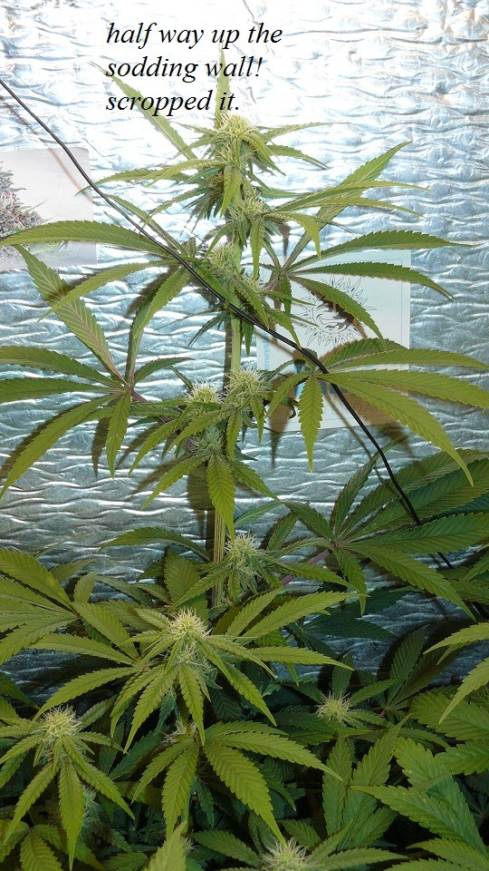 drobes 14 12 22 005