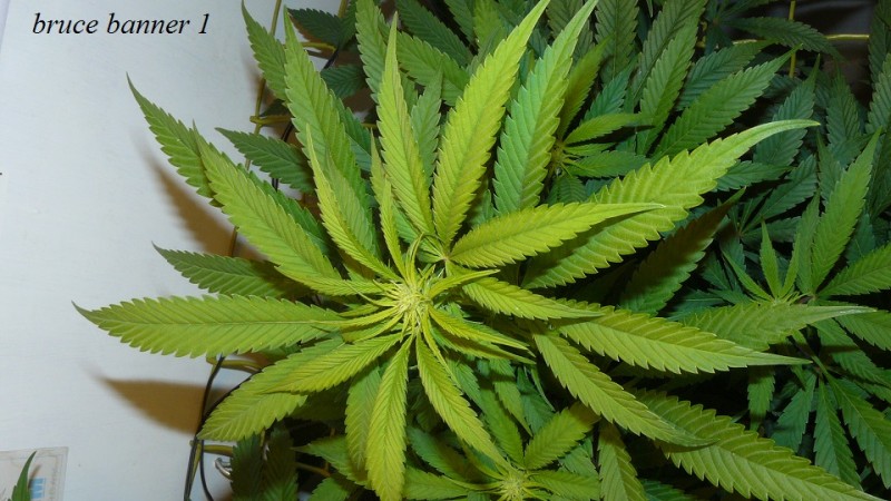 drobes 14 12 22 024