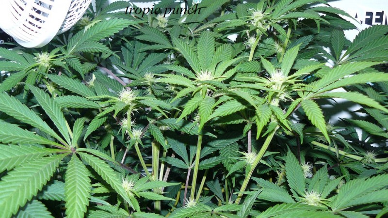 drobes 1912 22 007