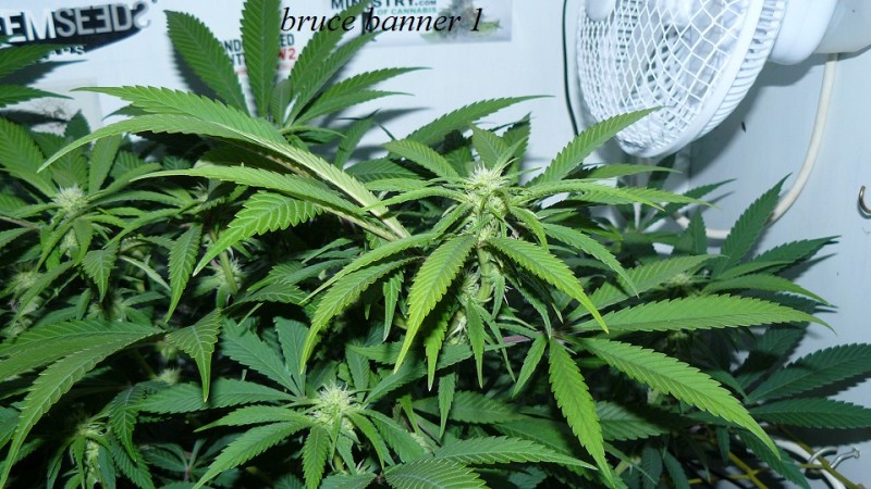 drobes 1912 22 008