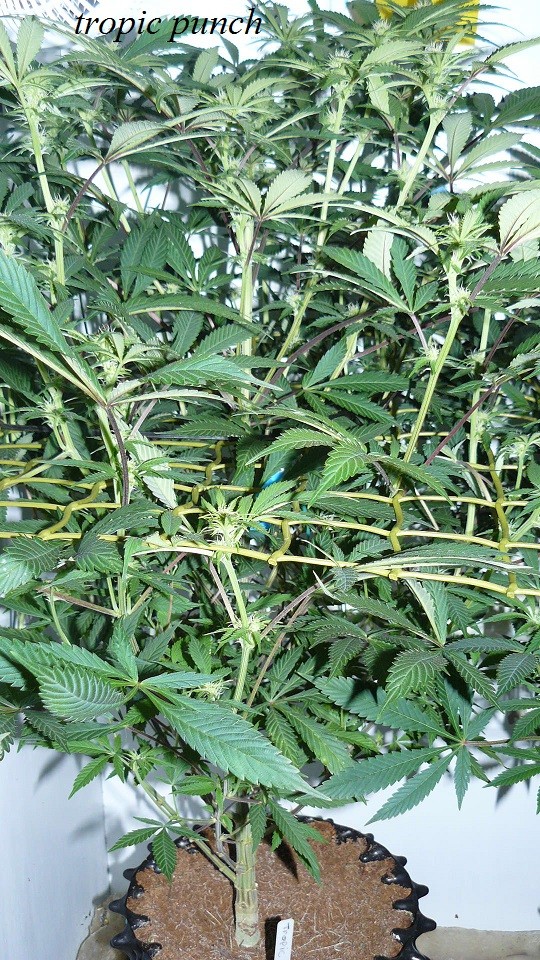 drobes 1912 22 009