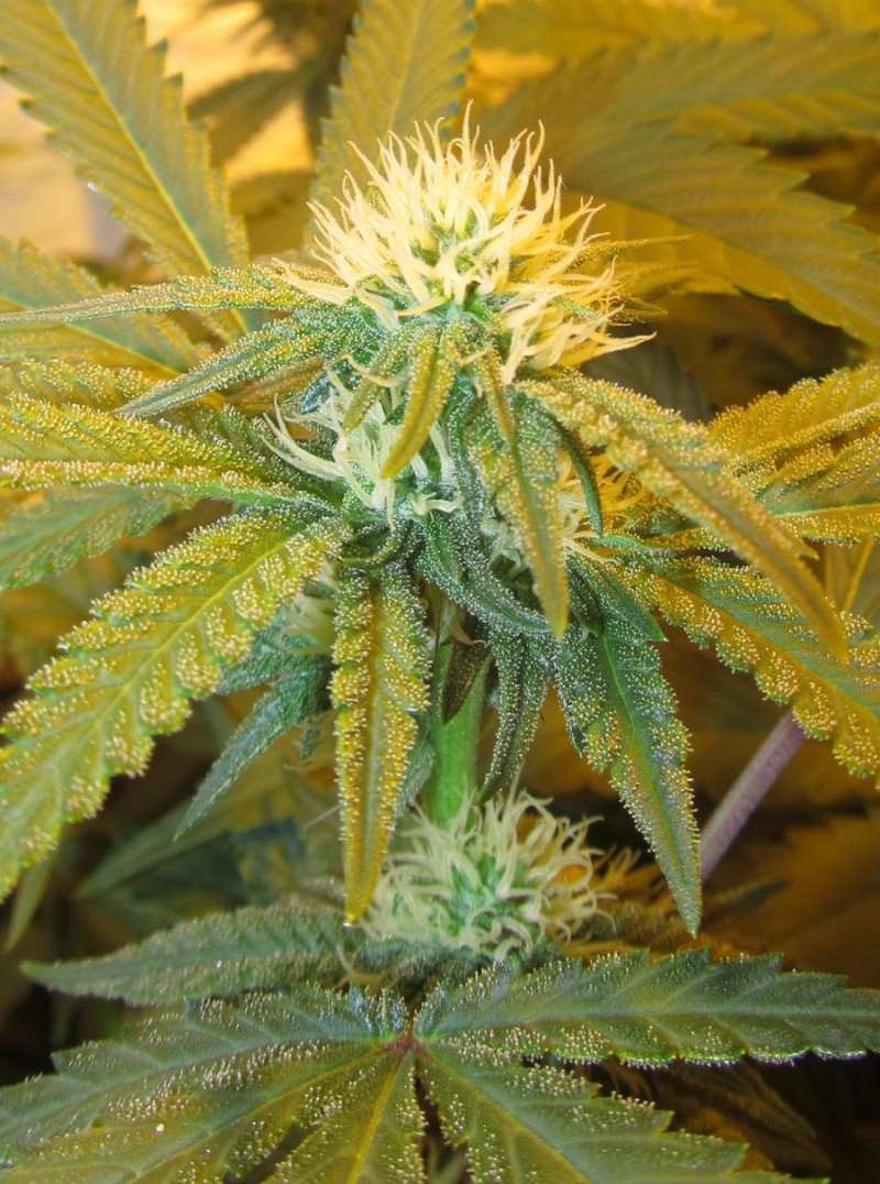 1 bloom (5)