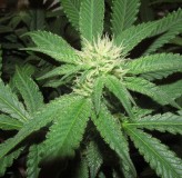 2 bloom (7)