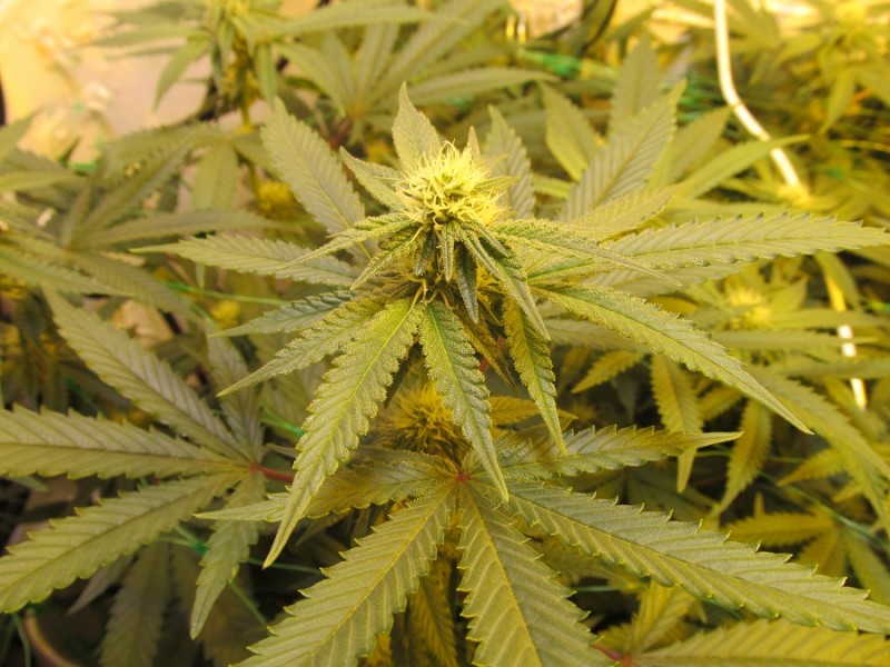 23 days bloom (2)