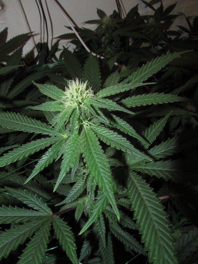 23 days bloom (4)