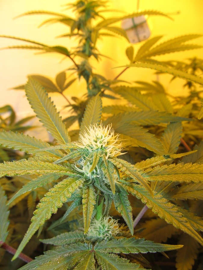 23 days bloom (5)