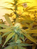 23 days bloom (5)
