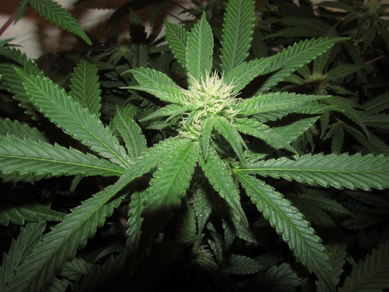 23 days bloom (7)