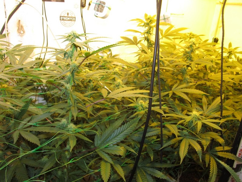 23 days bloom (8)