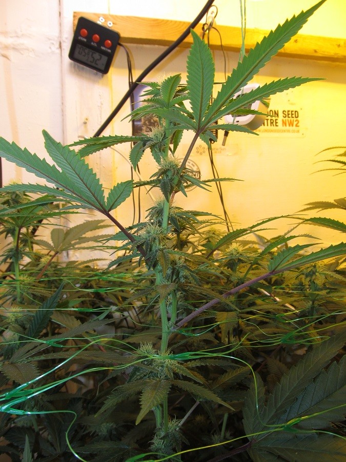 23 days bloom (9)