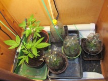 veg (1)